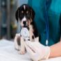 Atención veterinaria para  mascotas.