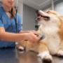 Veterinaria para tu mascota.