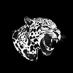 Disco Jaguar
