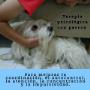 TAP (terapia asisitida con perro)