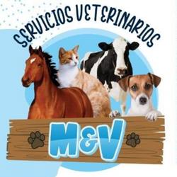 ECOGRAFIA REPRODUCTIVA SERVICIOS VETERINARIOS M&V