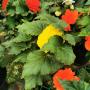 BEGONIAS
