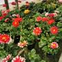DALIAS