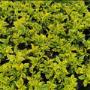 DURANTA