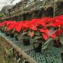 FLOR DE NAVIDAD