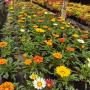 GAZANIA