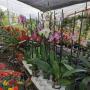 ORQUIDEAS