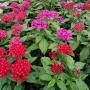 PENTAS