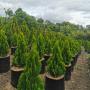 PINOS