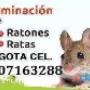 control de roedores Bogota cundinamarca tel 3007163288