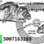 estaciones de cebado roedores areas publicas y privadas tel 3007163288