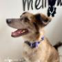 Boutique-Spa-veterinaria para Mascotas🐾