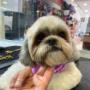 Boutique-Spa-veterinaria para Mascotas🐾