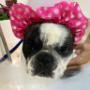 Boutique-Spa-veterinaria para Mascotas🐾
