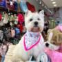 Boutique-Spa-veterinaria para Mascotas🐾