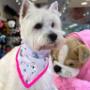 Boutique-Spa-veterinaria para Mascotas🐾