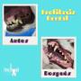 Boutique-Spa-veterinaria para Mascotas🐾