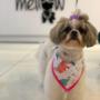 Boutique-Spa-veterinaria para Mascotas🐾