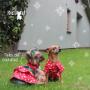 Boutique-Spa-veterinaria para Mascotas🐾