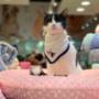 Boutique-Spa-veterinaria para Mascotas🐾