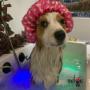 Boutique-Spa-veterinaria para Mascotas🐾