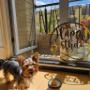 Boutique-Spa-veterinaria para Mascotas🐾