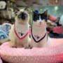 Boutique-Spa-veterinaria para Mascotas🐾