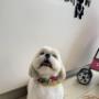 Boutique-Spa-veterinaria para Mascotas🐾