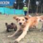 Clínicas Veterinarias
