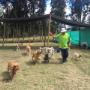 Franciscanes Pets
