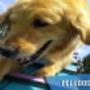 Guarderías para Animales