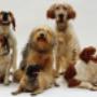 Laboratorios Veterinarios