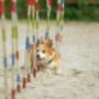 Productos Veterinarios