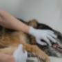 Franciscanes Pets