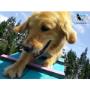 spa canino