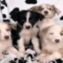 Venta de perros