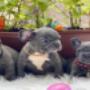 Venta de mascotas