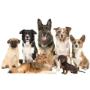 Venta de mascotas
Venta de perros
Servicio veterinario
Artículos para mascotas
Especializados en razas
Estética para mascotas