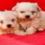 Servicio veterinario