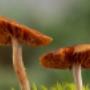Cepas de hongos en Culturas liquidas y en Grano colonizado