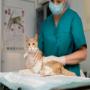 Veterinaria para felinos.