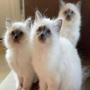 Clínica veterinaria para felinos