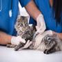 Especialistas en atención veterinaria.