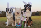 Tienda de Artículos para mascotas