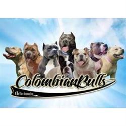 Colombian Bulls Veterinaria