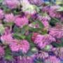 Flores			
Hierbas