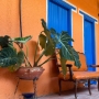 plantas-patiamarillo-hostal-en-barichara