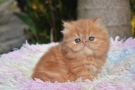 gato Persa bebe