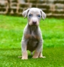 cachorro doberman Isabella