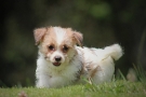 cachorro Jack Russell Terrier